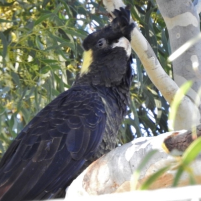 Zanda funerea (Yellow-tailed Black-Cockatoo) at Wanniassa, ACT - 16 Mar 2017 by JohnBundock