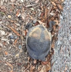 Chelodina longicollis (Eastern Long-necked Turtle) at Gungahlin, ACT - 17 Mar 2017 by CedricBear