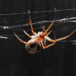 Phonognatha graeffei at Wanniassa, ACT - 17 Mar 2017