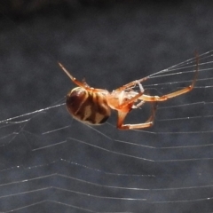 Phonognatha graeffei at Wanniassa, ACT - 17 Mar 2017