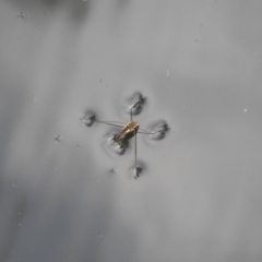 Gerridae (family) (Unidentified water strider) at ANBG - 15 Mar 2017 by Qwerty