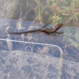 Lampropholis delicata at Narrabundah, ACT - 21 Jan 2017