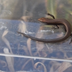 Lampropholis delicata at Narrabundah, ACT - 21 Jan 2017