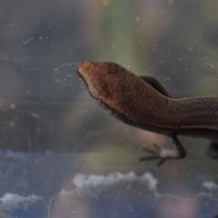 Lampropholis delicata at Narrabundah, ACT - 21 Jan 2017