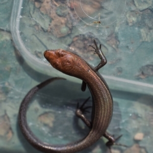 Lampropholis delicata at Narrabundah, ACT - 21 Jan 2017