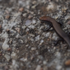 Lampropholis delicata at Narrabundah, ACT - 21 Jan 2017