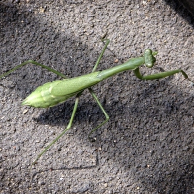 Pseudomantis albofimbriata (False garden mantis) at Banks, ACT - 17 Mar 2017 by UserfaKgHkxs