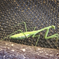 Pseudomantis albofimbriata at Banks, ACT - 17 Mar 2017 12:00 AM