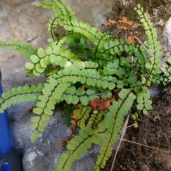 Asplenium trichomanes (Common Spleenwort) at Burra, NSW - 16 Mar 2017 by RangerElle