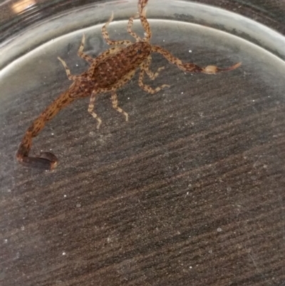Lychas marmoreus (Little Marbled Scorpion) at Googong, NSW - 7 Mar 2017 by RangerElle