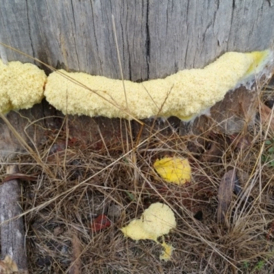 Fuligo septica (Scrambled egg slime) at Burra, NSW - 14 Mar 2017 by RangerElle