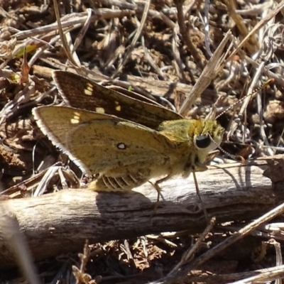 Trapezites luteus (Yellow Ochre, Rare White-spot Skipper) at Red Hill, ACT - 17 Mar 2017 by roymcd