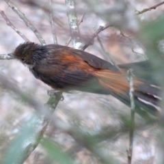 Rhipidura rufifrons (Rufous Fantail) at Barragga Bay, NSW - 17 Mar 2017 by narelle