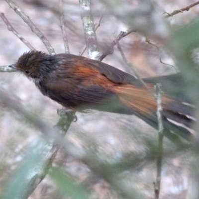 Rhipidura rufifrons (Rufous Fantail) at Barragga Bay, NSW - 16 Mar 2017 by narelle