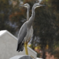 Egretta novaehollandiae (White-faced Heron) at Tuggeranong Creek to Monash Grassland - 16 Mar 2017 by JohnBundock