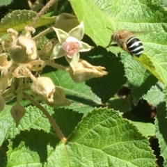 Amegilla (Zonamegilla) asserta (Blue Banded Bee) at Acton, ACT - 6 Mar 2017 by PeterA