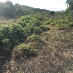 Lonicera japonica (Japanese Honeysuckle) at Coree, ACT - 17 Mar 2017 by Mungo