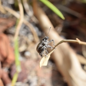 Naupactus leucoloma at Narrabundah, ACT - 27 Feb 2017 10:33 PM