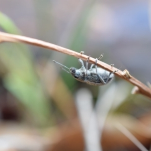 Naupactus leucoloma at Narrabundah, ACT - 27 Feb 2017 10:33 PM