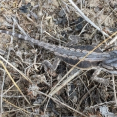 Pogona barbata at Sutton, NSW - suppressed