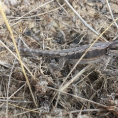 Pogona barbata at Sutton, NSW - suppressed