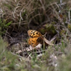 Heteronympha penelope (Shouldered Brown) at Rendezvous Creek, ACT - 16 Mar 2017 by Roger