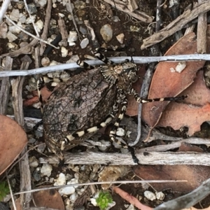 Acripeza reticulata at Geehi, NSW - 18 Mar 2017