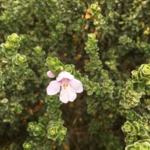 Prostanthera cuneata at Geehi, NSW - 18 Mar 2017 02:47 PM