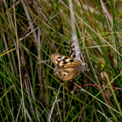 Heteronympha penelope (Shouldered Brown) at Rendezvous Creek, ACT - 16 Mar 2017 by Roger