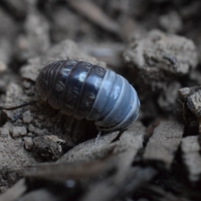 Armadillidium vulgare (Slater bug, woodlouse, pill bug, roley poley) at Narrabundah, ACT - 13 Mar 2017 by Cowgirlgem