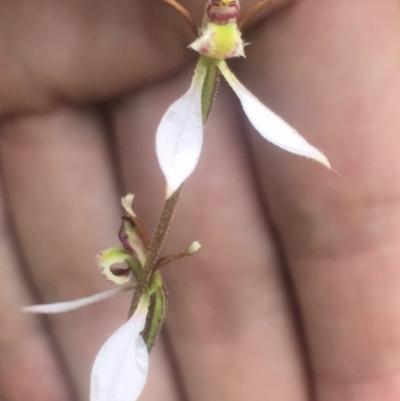 Eriochilus cucullatus (Parson's Bands) at Bungendore, NSW - 18 Mar 2017 by yellowboxwoodland