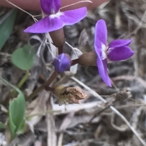 Glycine clandestina at Bungendore, NSW - 18 Mar 2017