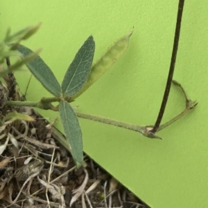 Glycine clandestina at Bungendore, NSW - 18 Mar 2017