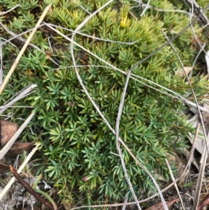 Styphelia humifusum at Bungendore, NSW - 18 Mar 2017 01:34 PM