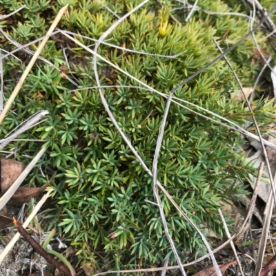 Astroloma humifusum (Cranberry Heath) at Bungendore, NSW - 18 Mar 2017 by yellowboxwoodland