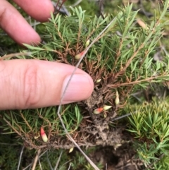 Astroloma humifusum at Bungendore, NSW - 18 Mar 2017