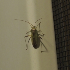 Miridae (family) (Unidentified plant bug) at Conder, ACT - 17 Feb 2017 by michaelb