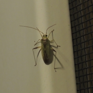 Miridae (family) at Conder, ACT - 17 Feb 2017