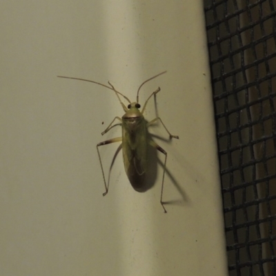 Miridae (family) (Unidentified plant bug) at Pollinator-friendly garden Conder - 17 Feb 2017 by michaelb