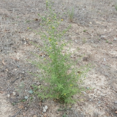 Dittrichia graveolens (Stinkwort) at O'Malley, ACT - 19 Mar 2017 by Mike