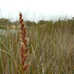 Machaerina rubiginosa (Soft Twig-rush) at Mount Mugga Mugga - 19 Mar 2017 by Mike