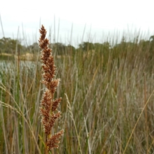 Machaerina rubiginosa at Garran, ACT - 19 Mar 2017