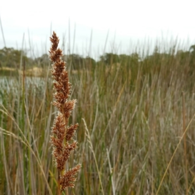 Baumea rubiginosa (Soft Twig-rush) at Garran, ACT - 18 Mar 2017 by Mike