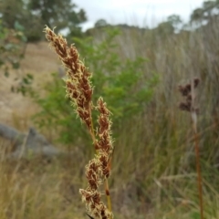 Machaerina rubiginosa at Garran, ACT - 19 Mar 2017