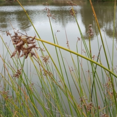 Schoenoplectus validus (River Club-rush) at Garran, ACT - 19 Mar 2017 by Mike