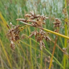 Schoenoplectus tabernaemontani at Garran, ACT - 19 Mar 2017