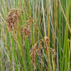 Baumea articulata (Jointed Twig-rush) at O'Malley, ACT - 19 Mar 2017 by Mike