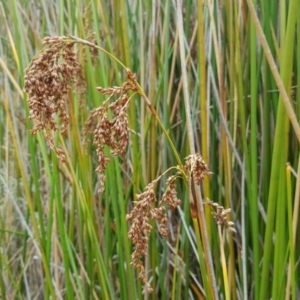 Baumea articulata at O'Malley, ACT - 19 Mar 2017