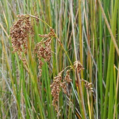 Machaerina articulata (Jointed Twig-rush) at O'Malley, ACT - 19 Mar 2017 by Mike