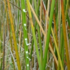 Baumea articulata at O'Malley, ACT - 19 Mar 2017